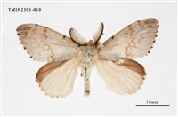 藏品(木毒蛾)的圖片